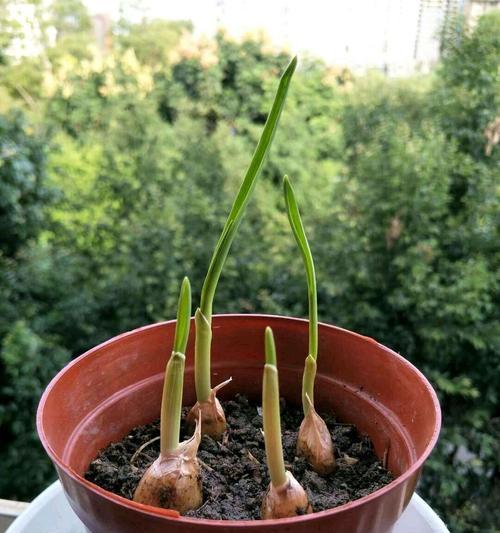 大蒜发芽慢怎么办？种子种植技巧有哪些？