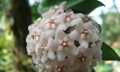 球兰的花语是什么？如何养护球兰以保持其美丽？