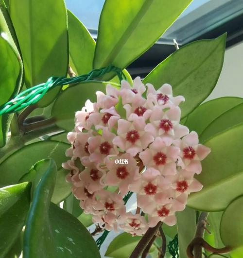 球兰的花语是什么？如何养护球兰以保持其美丽？
