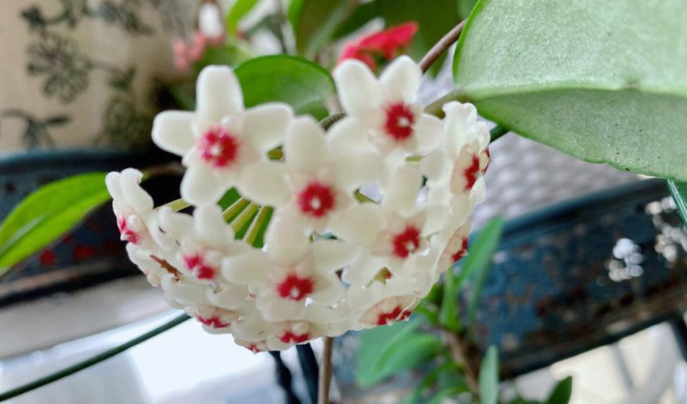 球兰花语是什么？如何正确解读球兰的花语含义？