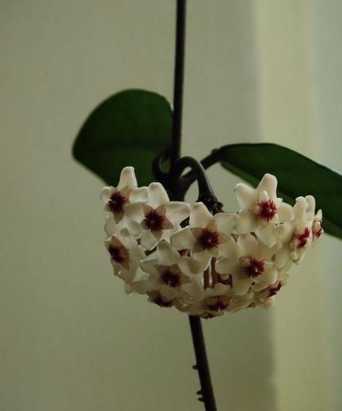 球兰花语是什么？如何正确解读球兰的花语含义？