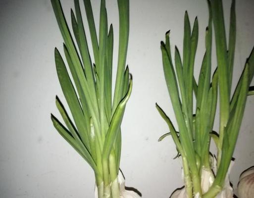 大蒜怎么挑选好吃的？挑选技巧和常见问题解答？