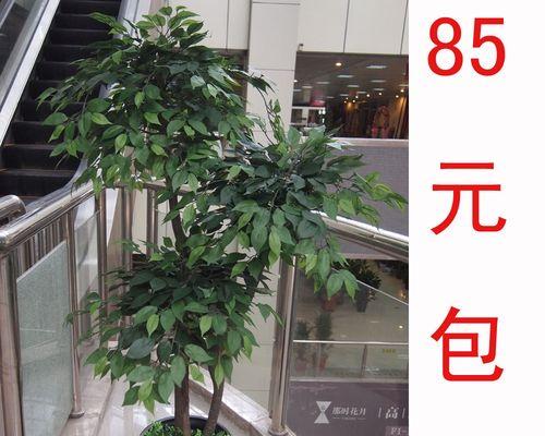 榕树的寓意象征是什么？如何在家居风水中应用？