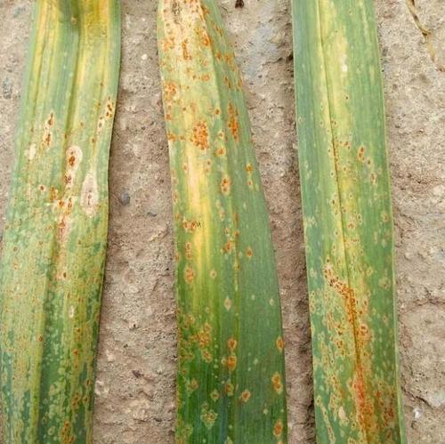大蒜治菌核病用什么药？有效防治方法有哪些？