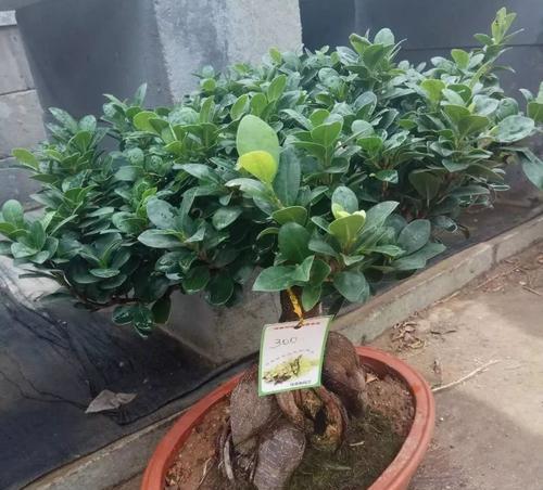 榕树的寓意象征是什么？如何在家居风水中应用？