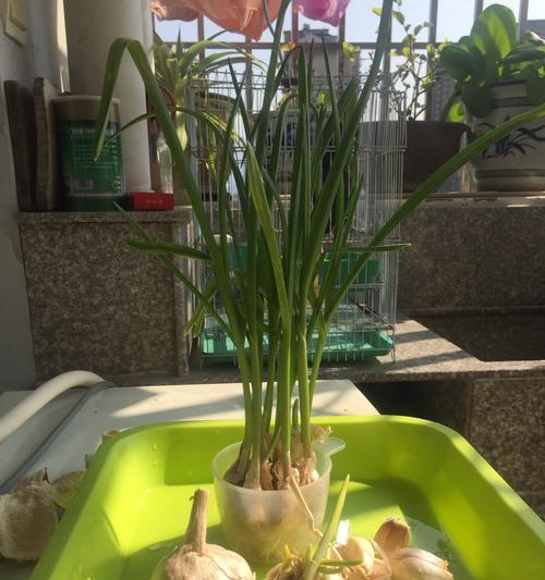 大蒜种植的最佳时间是什么时候？如何正确种植大蒜？