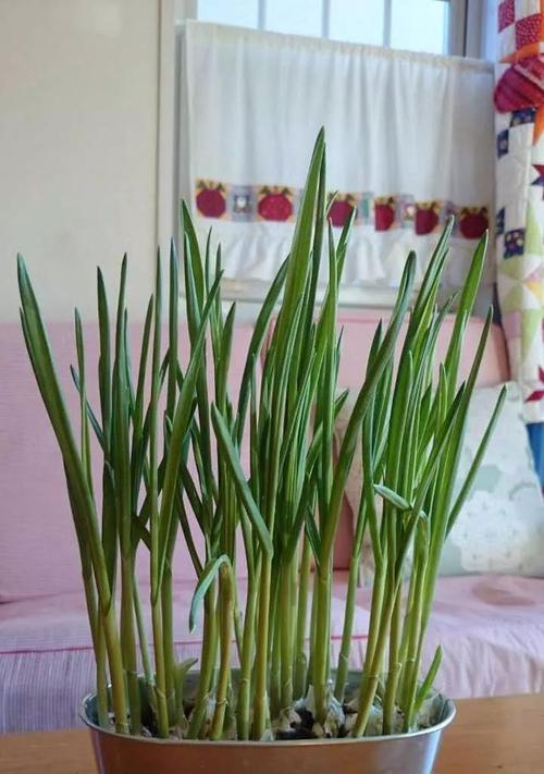 大蒜种植的最佳时间是什么时候？如何正确种植大蒜？