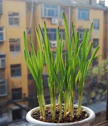 大蒜种植和收获的最佳时间是什么时候？常见问题有哪些？