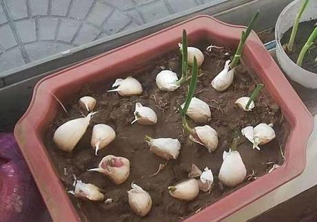 大蒜种植和收获的最佳时间是什么时候？常见问题有哪些？