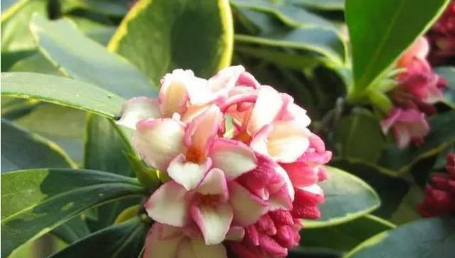 瑞香花的花语是什么？了解瑞香花的象征意义和文化背景？