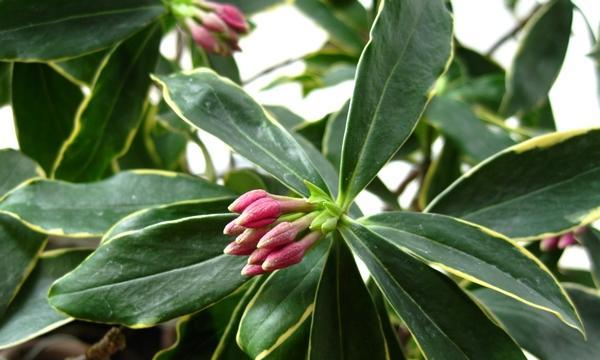 瑞香花花语是什么？了解瑞香花的寓意及其文化含义？