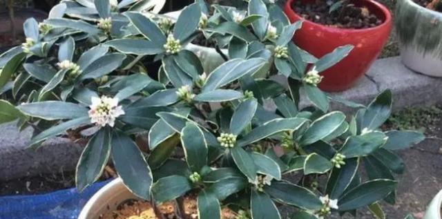 瑞香花花语是什么？了解瑞香花的寓意及其文化含义？