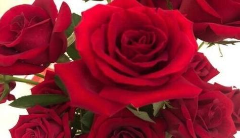 三朵玫瑰代表什么意思？花语含义详细解读？