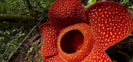 大王花是什么样的？它的特点有哪些？