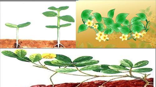 大王花生长在哪里？如何在野外正确识别大王花？