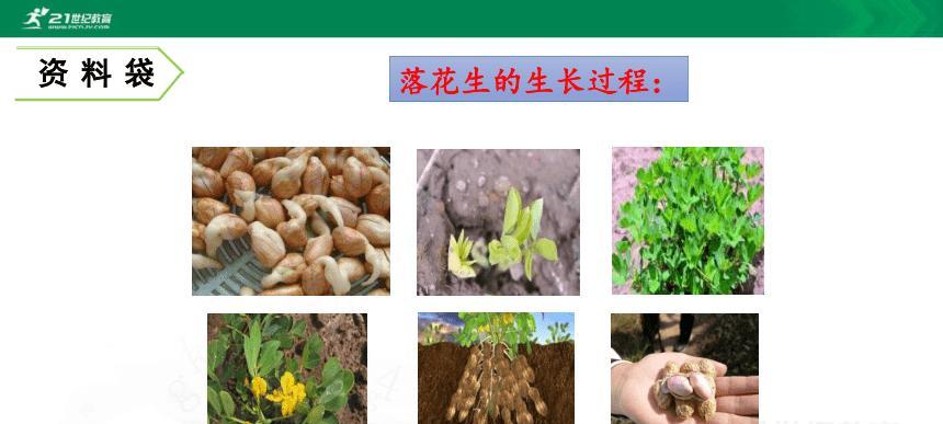 大王花生长在哪里？如何在野外正确识别大王花？