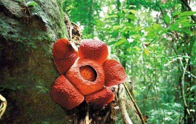 大王花属于什么植物类型？它是如何分类的？