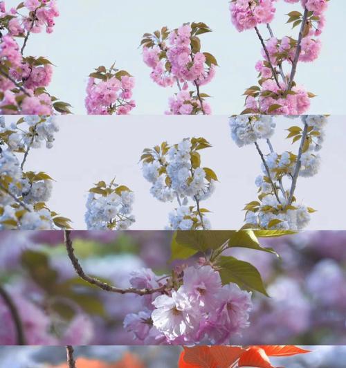 山樱花和西洋樱花的花语分别是什么？