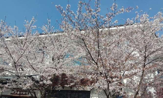 山樱花和西洋樱花的花语分别是什么？