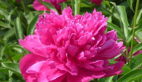 芍药花的花语是什么？它象征着什么含义？