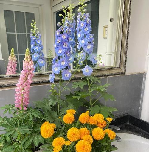 大学寝室适合养什么花？哪些植物既美观又易打理？