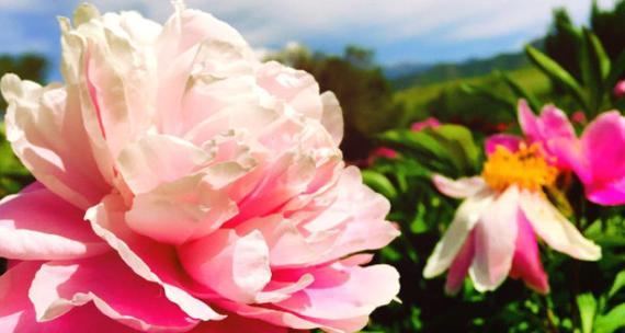 芍药花的花语是什么？它象征着什么含义？