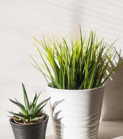 大学寝室适合养什么花？哪些植物既美观又易打理？