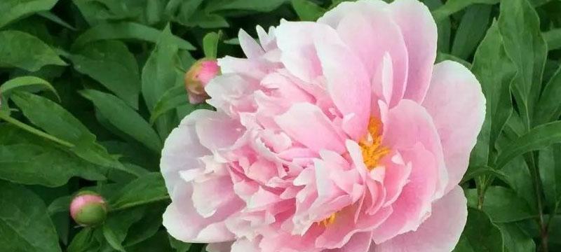 芍药花的花语是什么？了解芍药花的寓意及其象征意义？