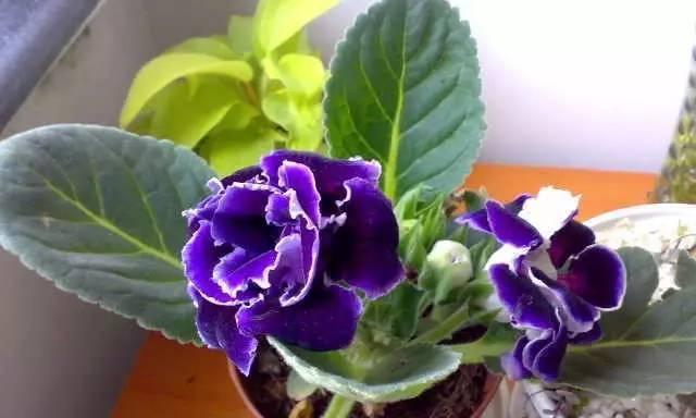 大岩桐的花期是什么时候？如何正确养护以延长花期？