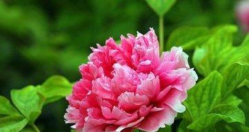 芍药花的花语是什么？它的寓意有哪些含义？