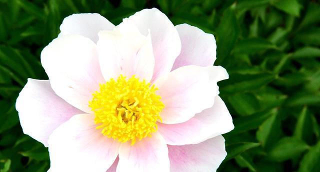 芍药花的花语是什么？它的寓意有哪些含义？