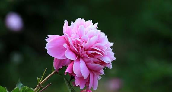芍药花的花语是什么？它的寓意有哪些含义？