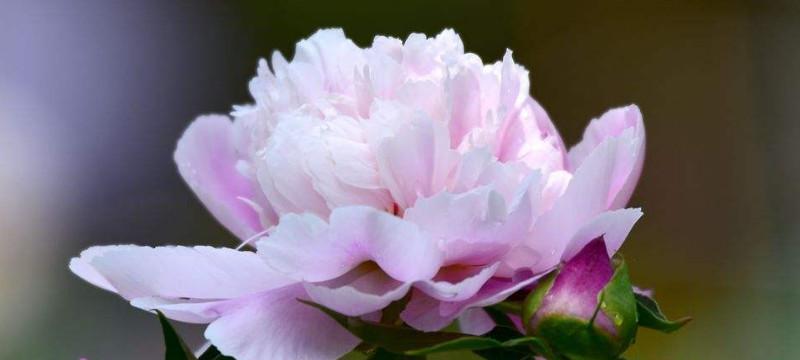 芍药花的寓意是什么？如何正确理解芍药花的象征意义？