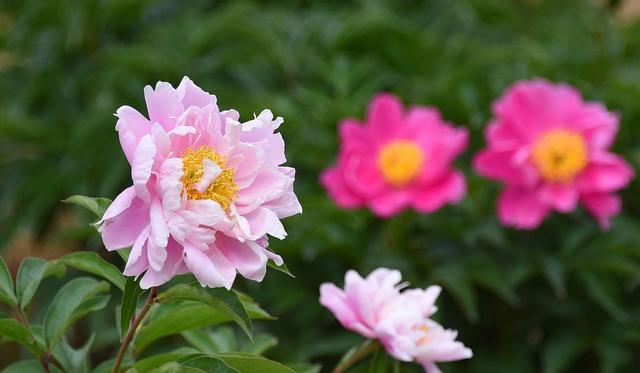 芍药花的寓意是什么？如何正确理解芍药花的象征意义？
