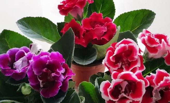 大岩桐花有毒性吗？室内养殖需要注意什么？