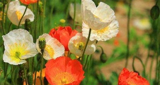 什么花象征和平？常见和平之花有哪些？
