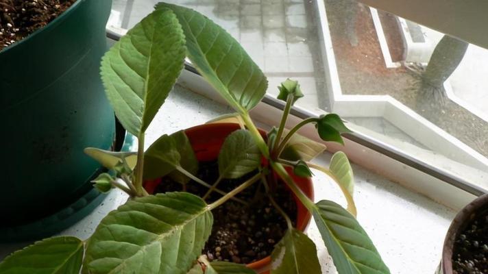 大岩桐开花后怎么处理？如何正确修剪与养护？