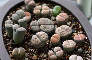 生石花花语代表什么？如何解读生石花的花语含义？