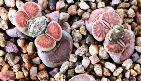 生石花花语代表什么？如何解读生石花的花语含义？