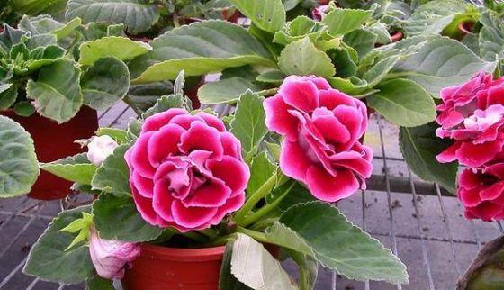 大岩桐种植时选择大盆还是小盆更好？