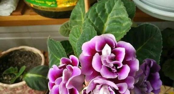 大岩桐种植时选择深盆还是浅盆好？哪种更适合？