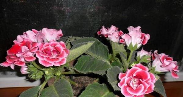 大岩桐种植时选择深盆还是浅盆好？哪种更适合？