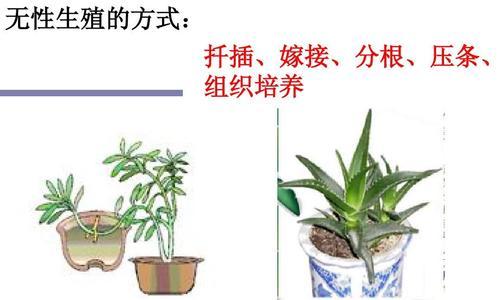 大岩桐繁殖方法有哪些？繁殖过程中应注意什么问题？