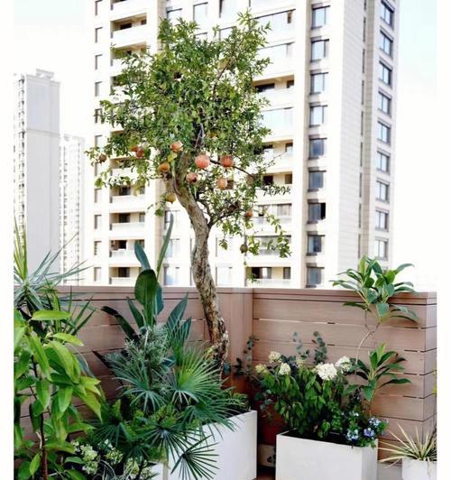 大阳台适合种什么植物？阳台植物选择与养护指南？