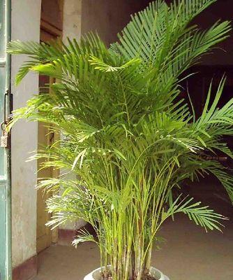 大阳台适合种什么植物？阳台植物选择与养护指南？