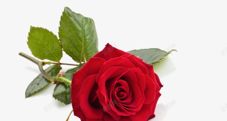 十一朵玫瑰花代表什么含义？送花时需要注意什么？