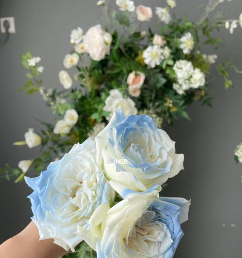 十一朵碎冰蓝代表什么含义？花语和象征是什么？