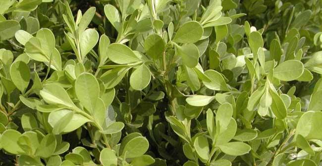 大叶黄杨属于木本植物吗？它的分类和特征是什么？