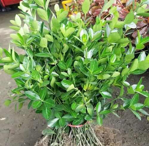 大叶黄杨属于木本植物吗？它的分类和特征是什么？