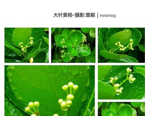 大叶黄杨喜阴还是喜阳？如何正确养护？